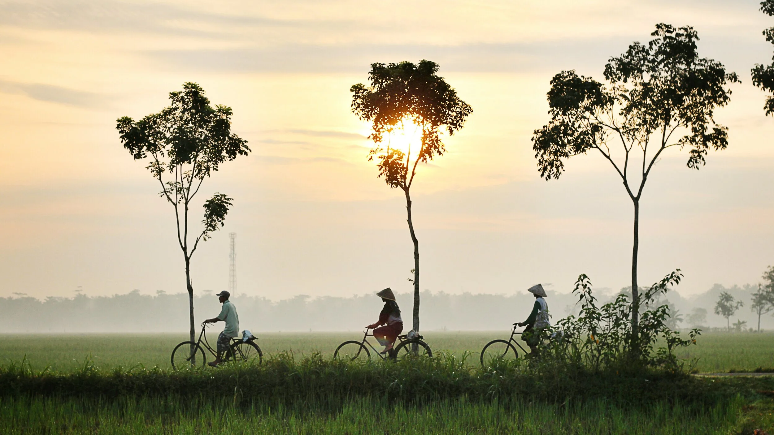Three people riding bicycles on a path through a rural landscape at sunrise, with trees in the foreground and a misty background.