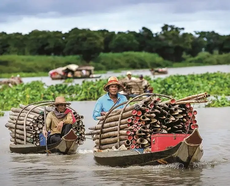 People transporting bamboo on small boats in a river flanked by vegetation.